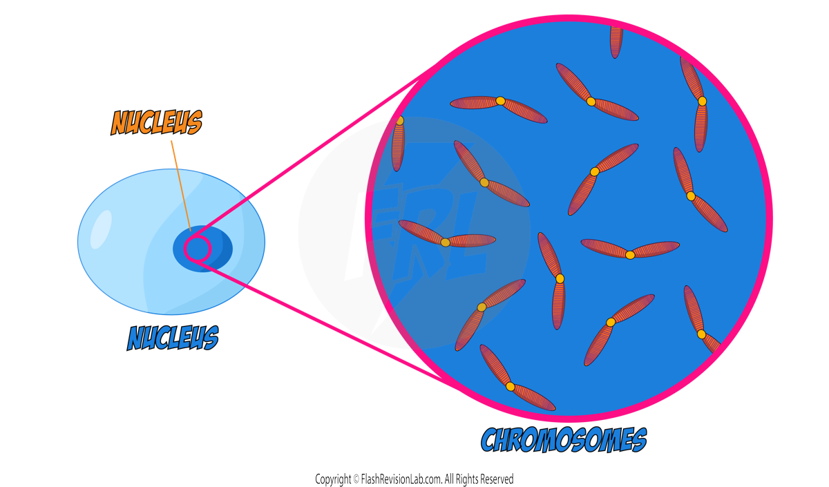 Nucleus to Chromosomes